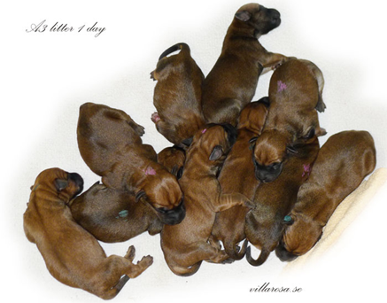 A3-litter-1-day.jpg