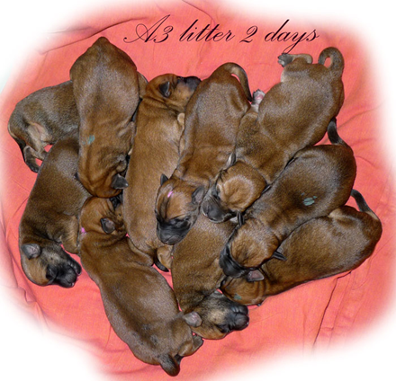 A3-litter-2-days.jpg