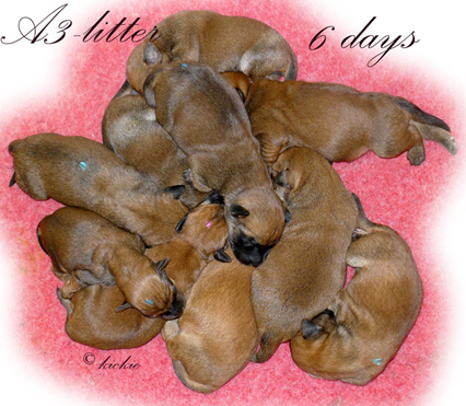 A3-litter-6-days.jpg