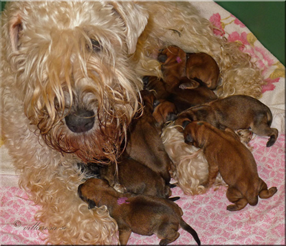 A3-newborn-proud-mom.jpg