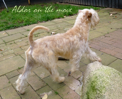 Aldor-11-m-on-the-move.jpg