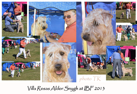 Aldor-at-Irish-Breed-2013_r.jpg