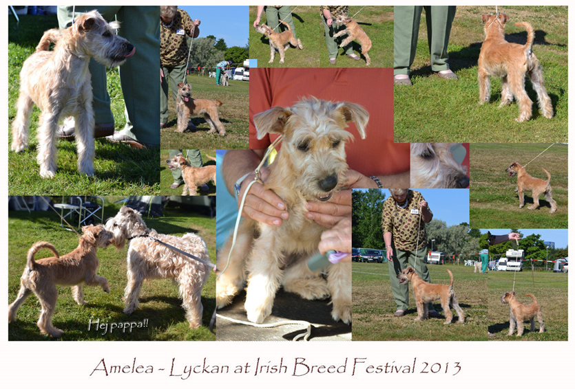 Amelea-at-Irish-Breed2013.jpg