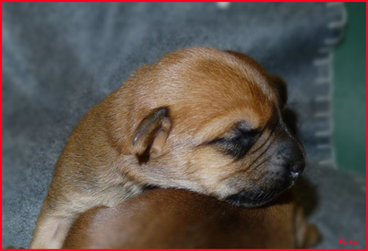 B3-male-nr4-1week.jpg