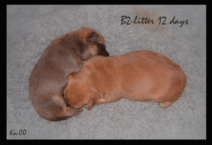 B2-litter-12-days.gif