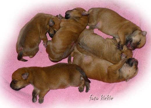 C3-litter-2-days.jpg