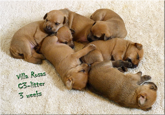 C3-litter-3-weeks.jpg