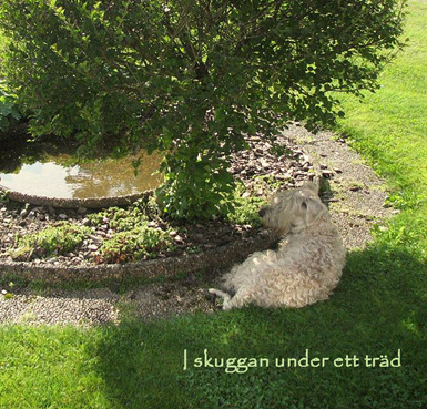 Faxe-i-skuggan-under-ett-tr.jpg