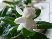 Gardenia.gif