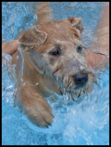 Harry-in-the-pool2.jpg