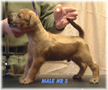 N2-litter-Male-nr5-55w.jpg