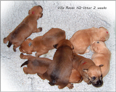 Villa-Rosas-n2-litter-2-wee.jpg