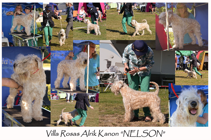 Nelson-at-IrishBreed-2013.jpg