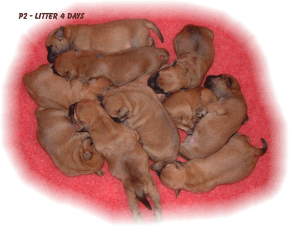 P2-litter-4-days.gif