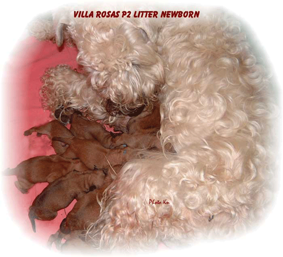 P2-litter-newborn.gif