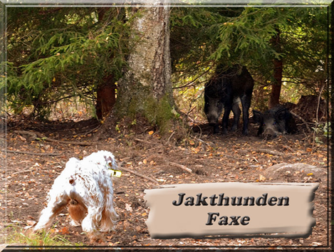 Jakthunden-Faxe.jpg