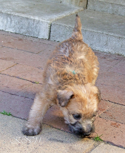 Z2-Male-nr-6-5-weeks.jpg