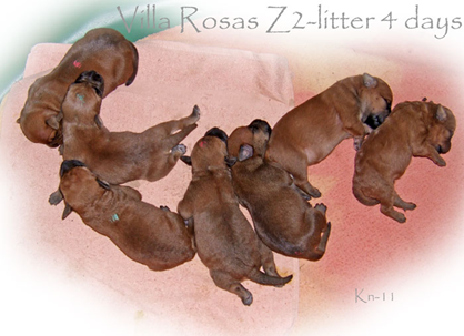 Z2-villarosas-Z2-litter-4-d.jpg