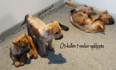 O3-kullen-nyklippta.jpg
