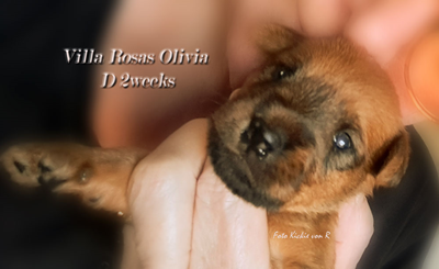 Villa-Rosas-Olivia-D-2v.jpg