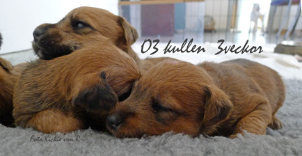o3-kullen-3-veckor.jpg