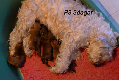 P3-3dagar-2.jpg